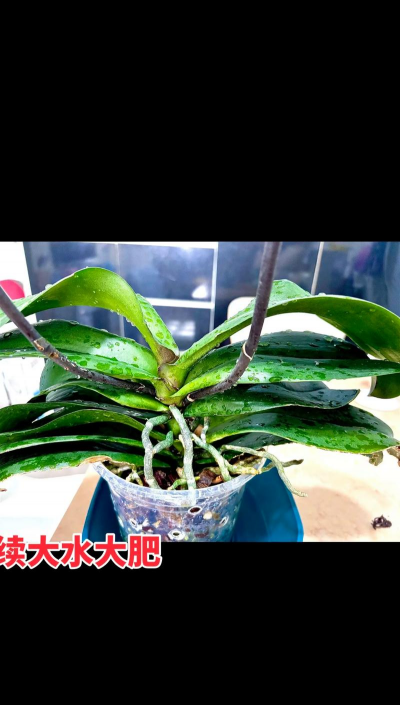 蝴蝶兰复花怎么养,掌握关键技巧,轻松实现二次开花 蝴蝶兰复花怎么养,掌握关键技巧,轻松实现二次开花