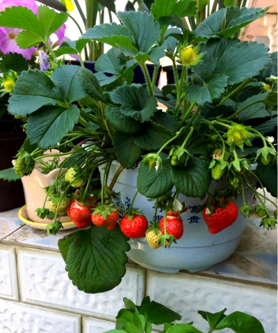 水果栽培,新手入门,轻松上手 水果栽培,新手入门,轻松上手