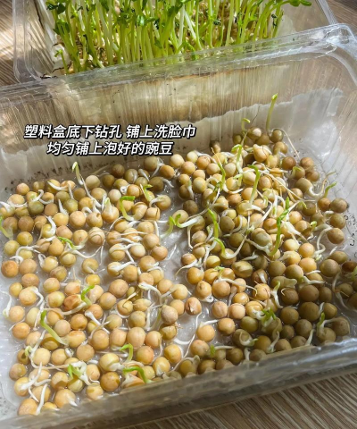 豌豆的栽培,掌握关键步骤,轻松收获美味 豌豆的栽培,掌握关键步骤,轻松收获美味