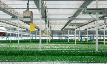 工厂化栽培,提升生产效率,实现规模种植 工厂化栽培,提升生产效率,实现规模种植