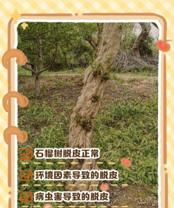 树杆病害防治,识别早期症状,采取有效方法 树杆病害防治,识别早期症状,采取有效方法