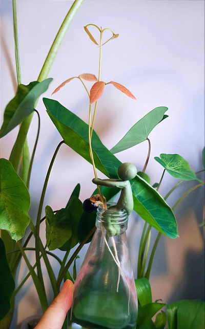 龙眼的栽培,选对品种,掌握关键技巧 龙眼的栽培,选对品种,掌握关键技巧