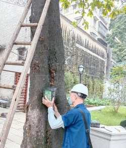 树头防治白蚁,找准关键方法,保护树木健康 树头防治白蚁,找准关键方法,保护树木健康