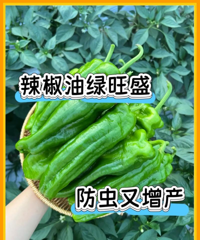 辣椒树蚜虫防治,识别虫害特征,掌握有效方法 辣椒树蚜虫防治,识别虫害特征,掌握有效方法