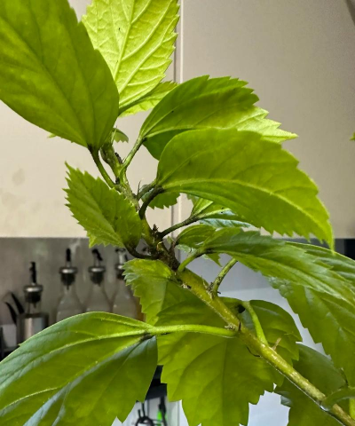 木槿树病虫防治,常见问题解析,实用应对方法 木槿树病虫防治,常见问题解析,实用应对方法