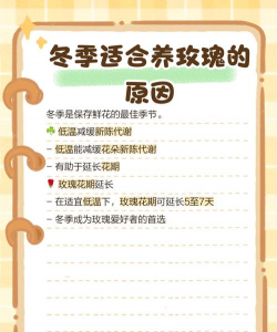 月季玫瑰花冬天怎么养,防寒保暖,安全过冬 月季玫瑰花冬天怎么养,防寒保暖,安全过冬