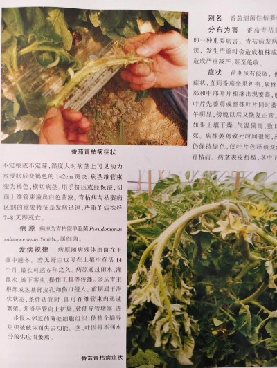 茄树病虫防治,常见问题识别,有效应对方法 茄树病虫防治,常见问题识别,有效应对方法