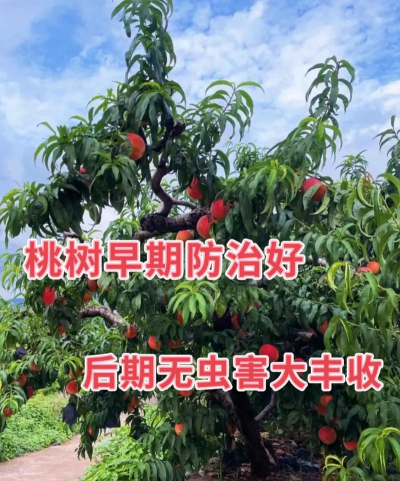 防治吃树虫,识别常见种类,掌握有效方法 防治吃树虫,识别常见种类,掌握有效方法