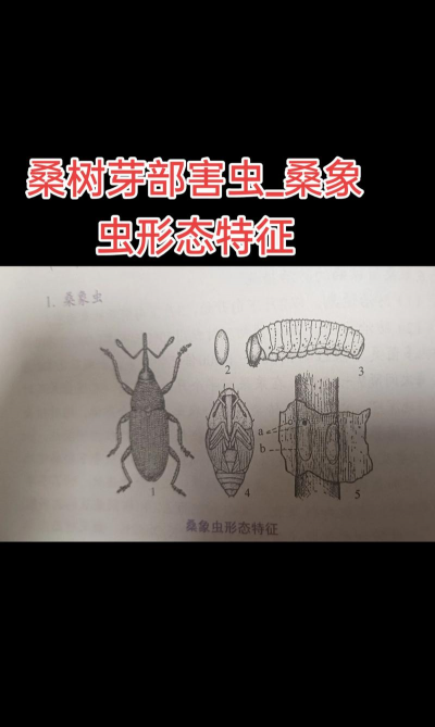 桑葚树病虫防治,识别常见问题,掌握应对方法 桑葚树病虫防治,识别常见问题,掌握应对方法