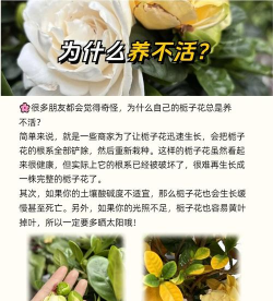 金边花叶栀子花怎么养,掌握关键技巧,轻松养出好状态 金边花叶栀子花怎么养,掌握关键技巧,轻松养出好状态