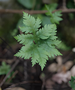 蕨树黑心防治,识别早期症状,采取有效方法 蕨树黑心防治,识别早期症状,采取有效方法