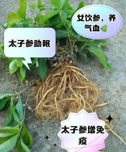 太子参栽培技术,选对方法,轻松上手 太子参栽培技术,选对方法,轻松上手