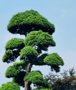 绿化树的设计,提升环境美感,创造舒适空间 绿化树的设计,提升环境美感,创造舒适空间