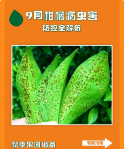 柑橘防治树虫,识别常见害虫,掌握有效方法 柑橘防治树虫,识别常见害虫,掌握有效方法