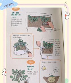 大薯栽培,选对品种,掌握关键技巧 大薯栽培,选对品种,掌握关键技巧