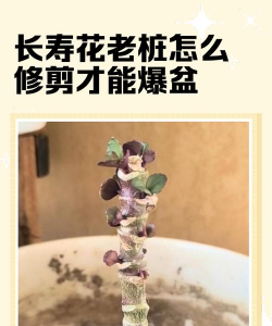 老桩的栽培,选对方法,轻松上手 老桩的栽培,选对方法,轻松上手