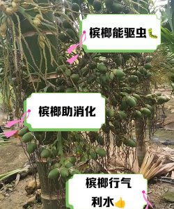 槟榔树防治管理,常见问题解析,实用技巧分享 槟榔树防治管理,常见问题解析,实用技巧分享