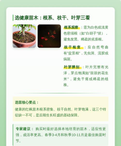 红枫栽培技术,选对品种,掌握关键步骤 红枫栽培技术,选对品种,掌握关键步骤