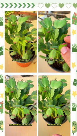 螃蟹爪花怎么养不蔫,掌握关键技巧,轻松保持鲜活 螃蟹爪花怎么养不蔫,掌握关键技巧,轻松保持鲜活