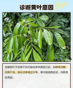 龙眼树防治,常见问题,实用方法 龙眼树防治,常见问题,实用方法