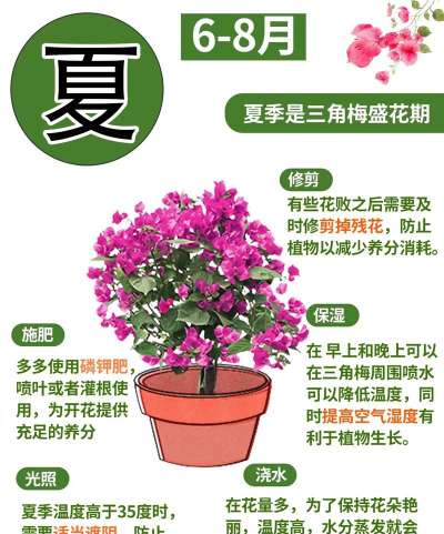 梅花栽培,选对品种,掌握关键技巧 梅花栽培,选对品种,掌握关键技巧