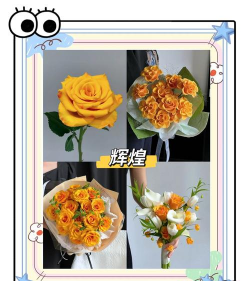 想养玫瑰花怎么选,品种挑选要点,新手避坑指南 想养玫瑰花怎么选,品种挑选要点,新手避坑指南