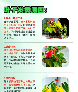 红掌的栽培,掌握关键技巧,轻松养出好状态 红掌的栽培,掌握关键技巧,轻松养出好状态