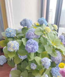 绣球花冬天怎么养南方,防寒保暖技巧,轻松过冬指南 绣球花冬天怎么养南方,防寒保暖技巧,轻松过冬指南