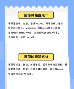 薄荷的栽培技术,轻松上手,收获满园清香 薄荷的栽培技术,轻松上手,收获满园清香