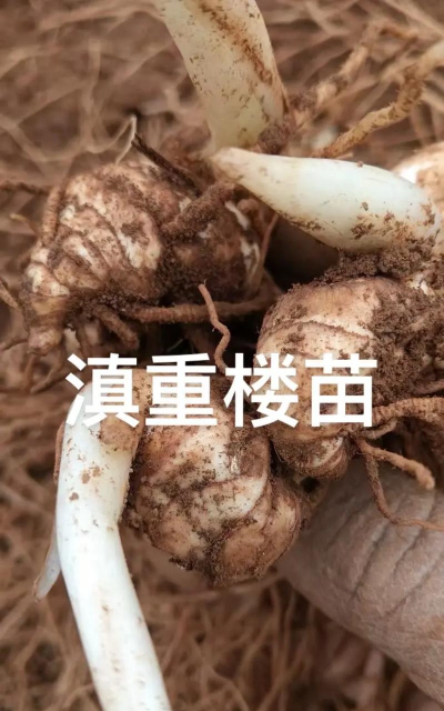 重楼的栽培技术,掌握关键步骤,实现高效种植 重楼的栽培技术,掌握关键步骤,实现高效种植