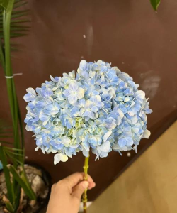 盆栽绣球花蔫了怎么养,找准原因,快速恢复生机 盆栽绣球花蔫了怎么养,找准原因,快速恢复生机