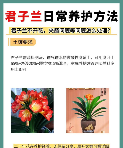 君子兰的栽培技术,掌握关键要点,轻松养出好状态 君子兰的栽培技术,掌握关键要点,轻松养出好状态