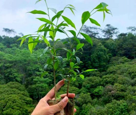 沉香树防治,常见问题解析,实用方法分享 沉香树防治,常见问题解析,实用方法分享