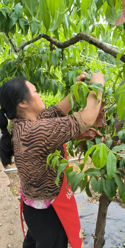 黄桃的栽培,掌握关键技巧,收获甜蜜果实 黄桃的栽培,掌握关键技巧,收获甜蜜果实