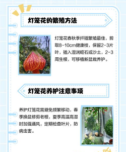 灯笼花怎么养才能开花,掌握关键技巧,轻松实现繁花似锦 灯笼花怎么养才能开花,掌握关键技巧,轻松实现繁花似锦