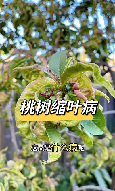 树流胶病的防治,找准病因,对症下药 树流胶病的防治,找准病因,对症下药