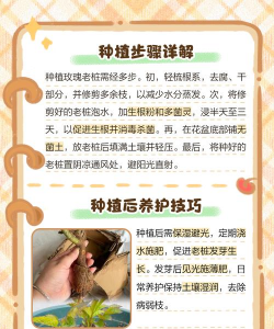 玫瑰花栽培技术视频,新手入门指南,轻松掌握技巧 玫瑰花栽培技术视频,新手入门指南,轻松掌握技巧