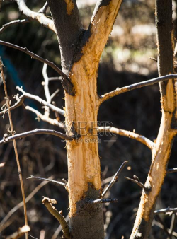 野兔啃树防治,保护树木健康,减少经济损失 野兔啃树防治,保护树木健康,减少经济损失