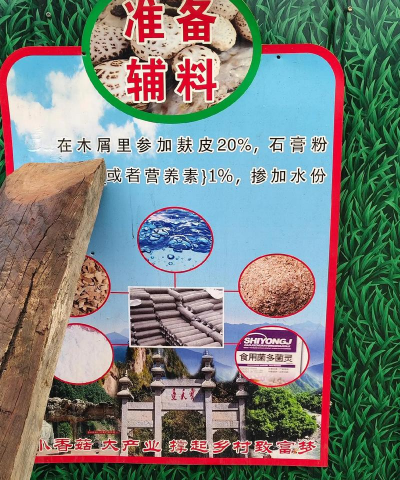香菇代料栽培,原料选择关键,操作步骤详解 香菇代料栽培,原料选择关键,操作步骤详解