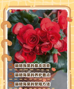 丽格海棠花冬天怎么养,防寒保暖是关键,浇水施肥要调整 丽格海棠花冬天怎么养,防寒保暖是关键,浇水施肥要调整