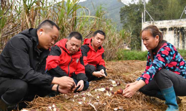 松茸人工栽培技术,突破种植难点,实现稳定产出 松茸人工栽培技术,突破种植难点,实现稳定产出
