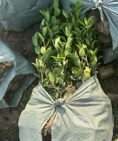 油茶栽培技术要点,选对品种,掌握关键步骤 油茶栽培技术要点,选对品种,掌握关键步骤