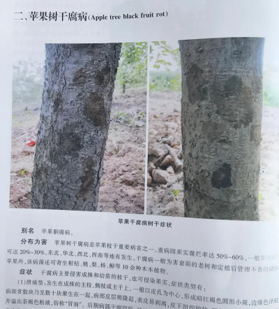 农业防治的树,常见问题解答,实用方法分享 农业防治的树,常见问题解答,实用方法分享