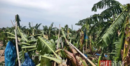 香蕉树台风防治,减少损失,保护果园 香蕉树台风防治,减少损失,保护果园