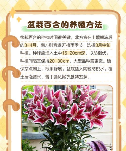 养猫怎么养百合花,避开危险植物,打造安全家居 养猫怎么养百合花,避开危险植物,打造安全家居