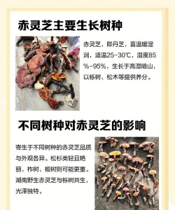 灵芝树如何防治,常见问题解析,实用方法分享 灵芝树如何防治,常见问题解析,实用方法分享