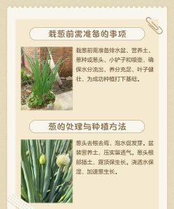 香葱栽培,轻松上手,家庭种植小技巧 香葱栽培,轻松上手,家庭种植小技巧