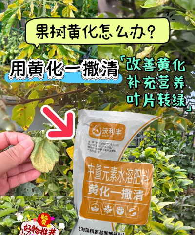 黄化树防治方案,找准原因,对症下药 黄化树防治方案,找准原因,对症下药