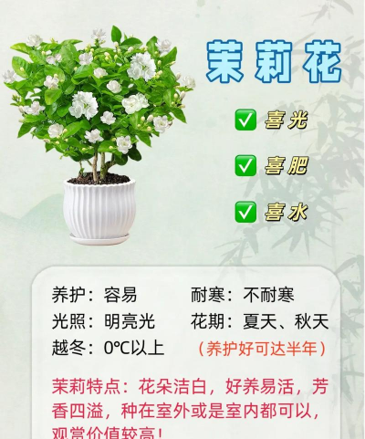 茉莉花怎么养,新手入门指南,轻松养活开花 茉莉花怎么养,新手入门指南,轻松养活开花
