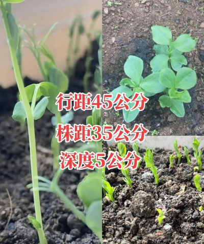 豌豆高产栽培技术,选对品种,掌握关键步骤 豌豆高产栽培技术,选对品种,掌握关键步骤